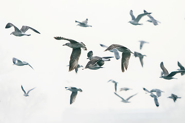 Image showing Group of gulls flying 