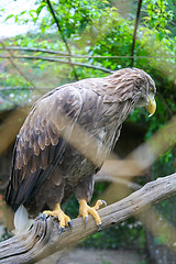 Image showing White tailed eagle on branch