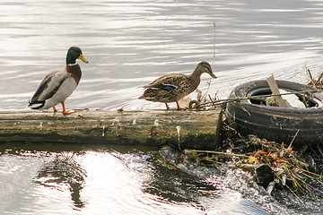Image showing Two ducks on tree trunk