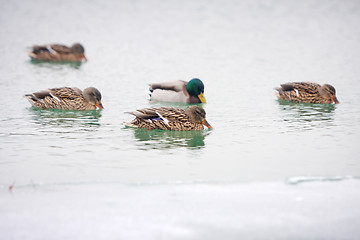 Image showing Ducks in lake 