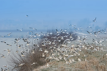 Image showing Group of gulls flying on shore