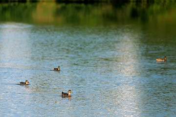 Image showing Four ducks in lake 