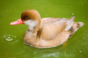 Image showing Duckling in pond