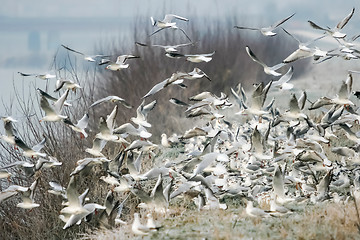 Image showing Group of gulls on shore