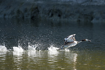 Image showing Duck taking off
