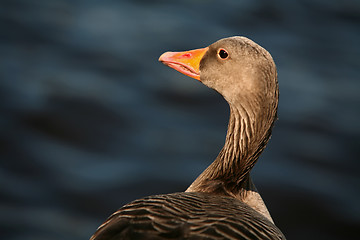 Image showing Close up of duck