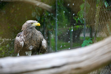 Image showing White tailed eagle on branch in zoo