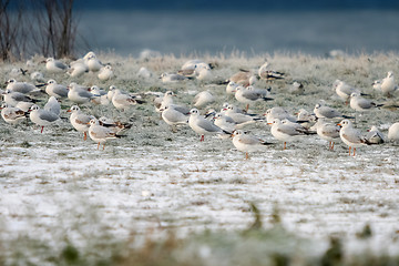 Image showing Seagulls standing on shore