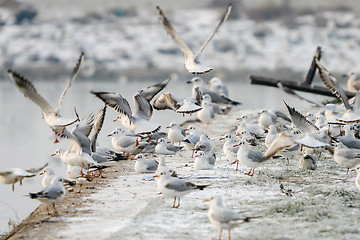 Image showing Seagulls on shore