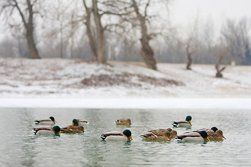 Image showing Flock of ducks in nature