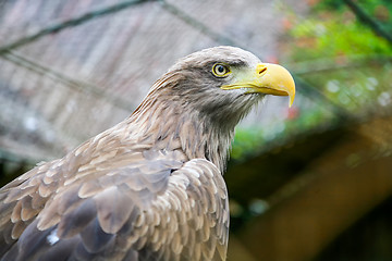 Image showing White tailed eagle in zoo