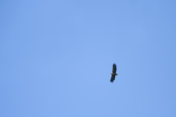 Image showing Eagle flying in sky