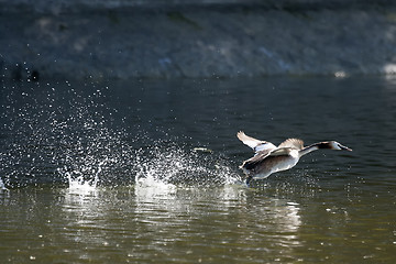 Image showing Duck in pond taking off