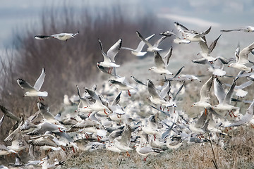 Image showing Group of gulls