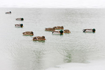 Image showing Flock of ducks