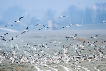 Image showing Seagulls on field