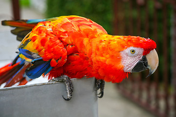 Image showing Scarlet macaw parrot