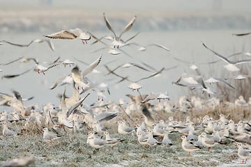 Image showing Group of seagulls