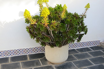 Image showing Succulent plant with flowers