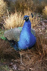 Image showing peacock