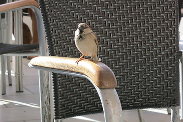 Image showing Sparrow