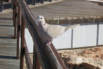 Image showing Pigeon