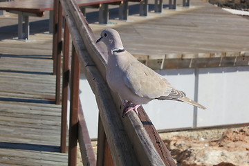 Image showing Pigeon