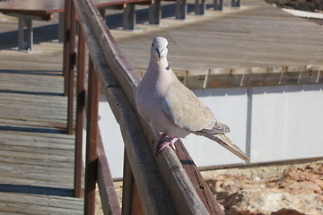 Image showing Pigeon