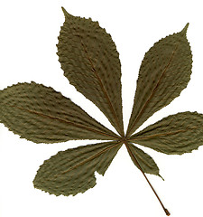 Image showing chestnut leafs