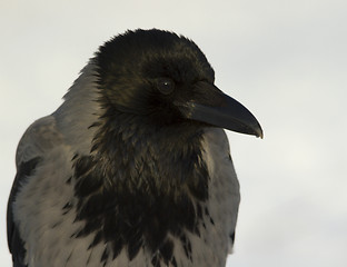 Image showing Hooded Crow