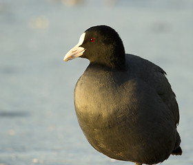 Image showing Common Coot