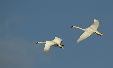 Image showing Muted Swan