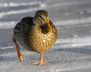 Image showing Mallard on the ice