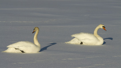 Image showing Muted Swan