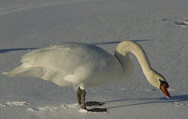 Image showing Muted Swan