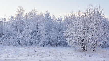 Image showing View of snowy forest trees 