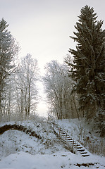 Image showing Vertical panorama of old ladder in snowy forest