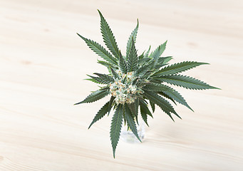 Image showing hemp plant