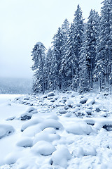Image showing Forest with snow Bavaria