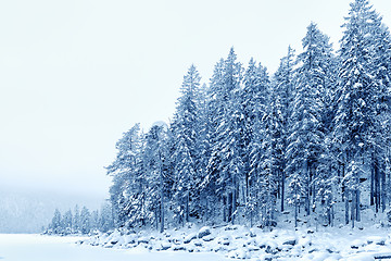 Image showing Forest with snow Bavaria