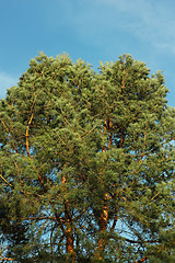 Image showing Spreading crown of old pine tree