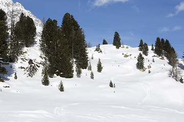 Image showing Green fir trees in snowy Austrian Alps