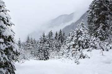 Image showing Foggy mountain landscape in winter