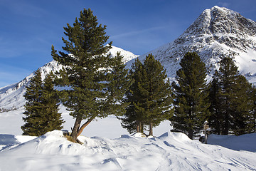 Image showing Green fir trees in snowy Austrian Alps