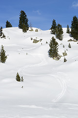 Image showing Ski run between green firs in the snowy Austrian Alps