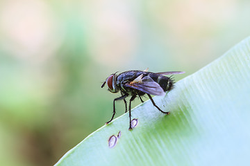 Image showing Blow fly, carrion fly, bluebottles, greenbottles, or cluster fly