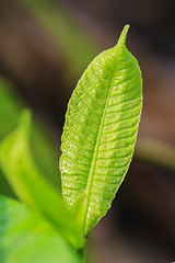 Image showing Abstract green leaf texture for background