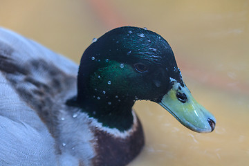 Image showing duck on the water in garden