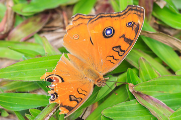 Image showing peacock pansy Butterflies injury 