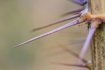 Image showing Thorns of Zalacca